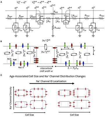 Cellular Size, Gap Junctions, and Sodium Channel Properties Govern Developmental Changes in Cardiac Conduction